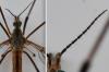 Tipula vernalis